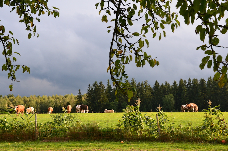goodblog im Biomagazin: Jausenstation Hansberg und der Biohof Steinmayr