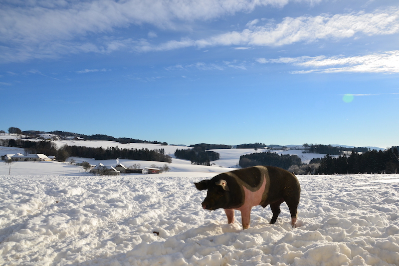 goodblog im Biomagazin: Jausenstation Hansberg und der Biohof Steinmayr