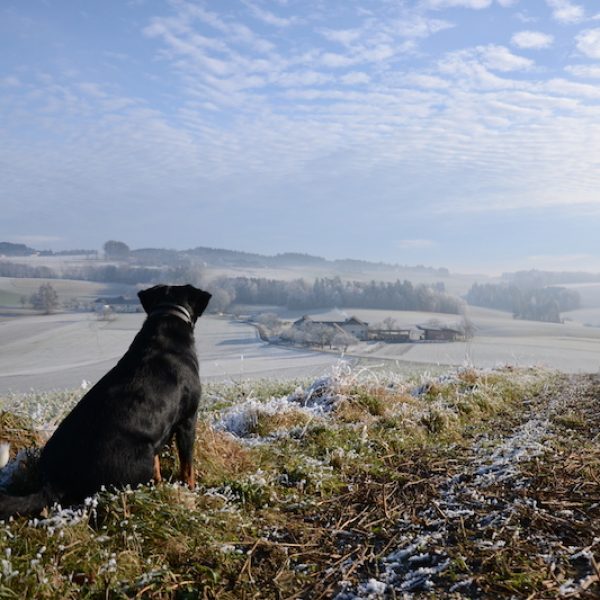 goodblog im Biomagazin: Jausenstation Hansberg und der Biohof Steinmayr