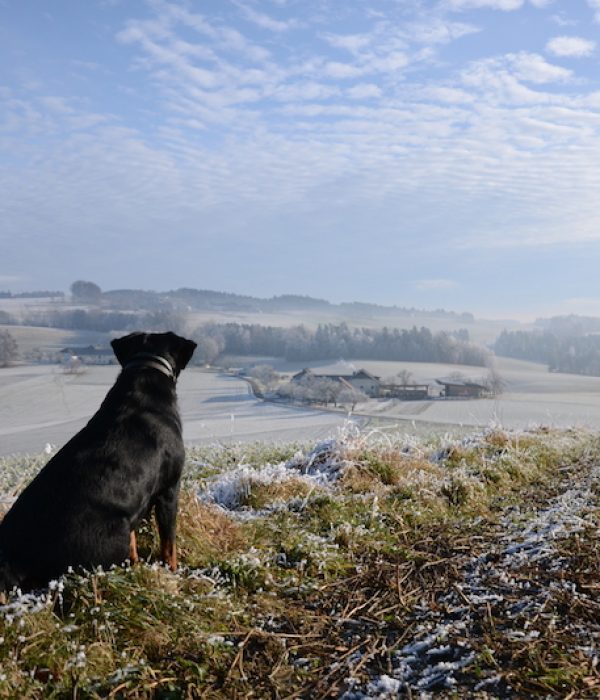 goodblog im Biomagazin: Jausenstation Hansberg und der Biohof Steinmayr