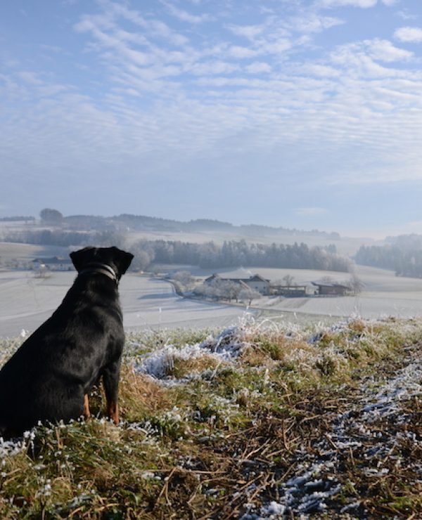 goodblog im Biomagazin: Jausenstation Hansberg und der Biohof Steinmayr