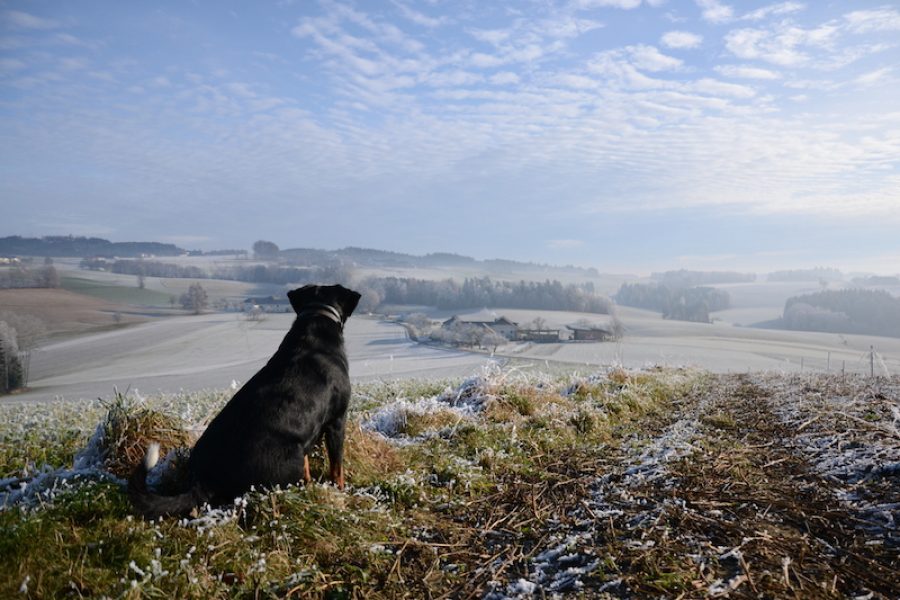 goodblog im Biomagazin: Jausenstation Hansberg und der Biohof Steinmayr