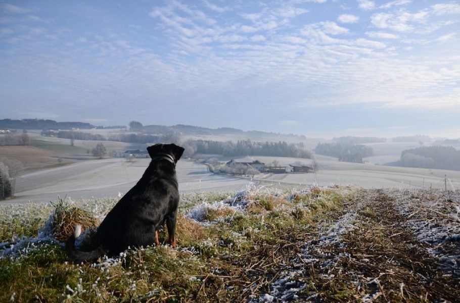 goodblog im Biomagazin: Jausenstation Hansberg und der Biohof Steinmayr