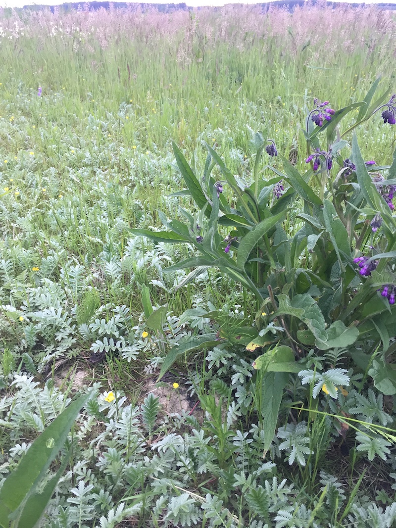 goodblog in der NEUEN Vorarlberger Tageszeitung: Beinwell Wurzeln graben - Blüte neben Unmengen an Gänsefingerkraut