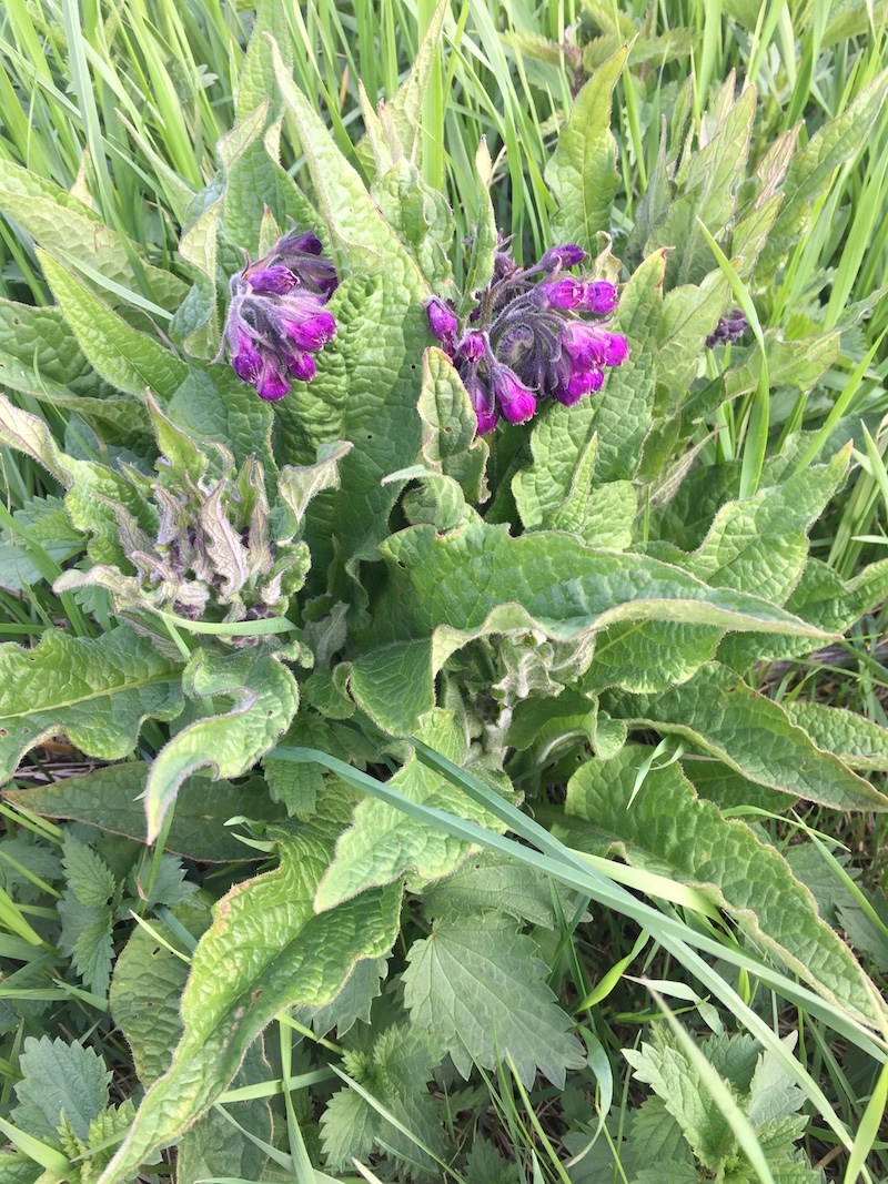 goodblog in der NEUEN Vorarlberger Tageszeitung: Beinwell Wurzeln graben - Blüte