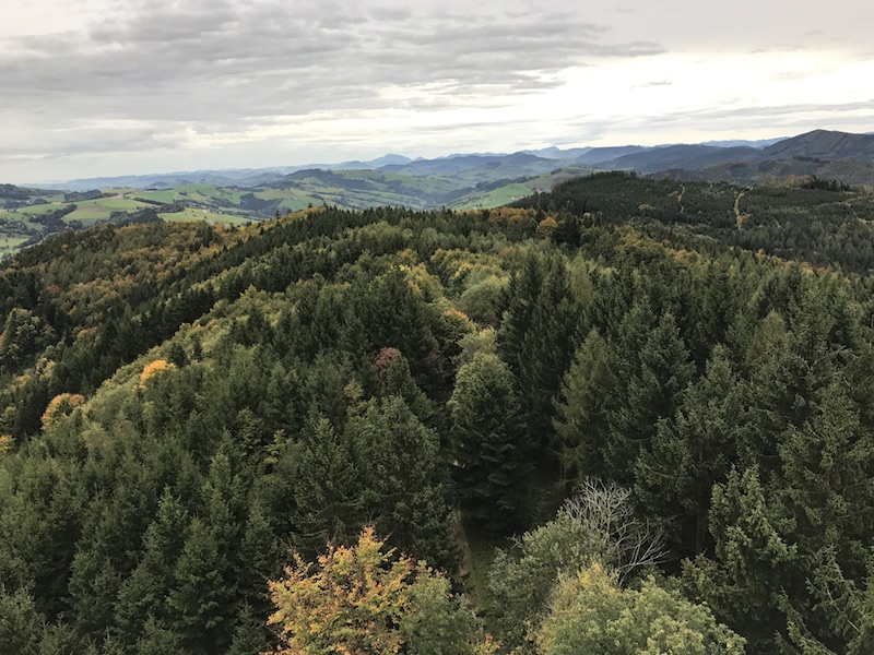 goodblog in der NEUEN Vorarlberger Tageszeitung: Fichte und Tanne