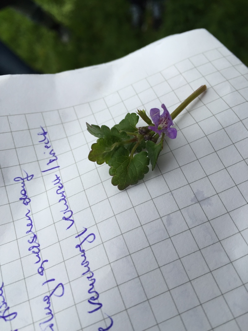 goodblog in der NEUEN Vorarlberger Tageszeitung: Gundelrebe zum Putzen - Gundelrebenblüte