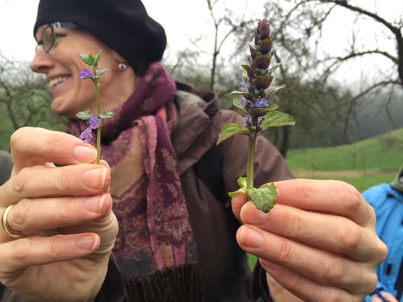 goodblog in der NEUEN Vorarlberger Tageszeitung: Gundelrebe zum Putzen - Gundelrebenblüte und Günselblüte im Vergleich