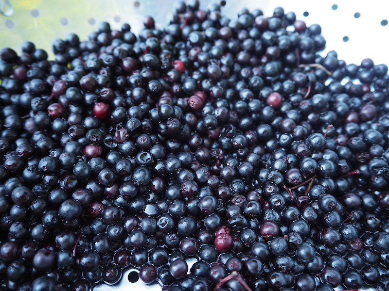 goodblog in der NEUEN Vorarlberger Tageszeitung: Hollerröster - Beeren