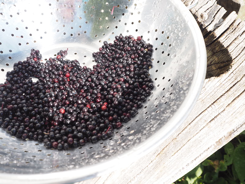 goodblog in der NEUEN Vorarlberger Tageszeitung: Hollerröster - Beeren