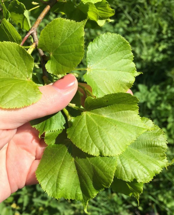 goodblog in der NEUEN Vorarlberger Tageszeitung: Lindenblättersalat - junge Blätter