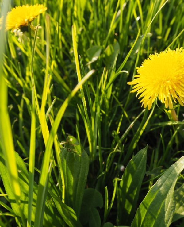 goodblog in der NEUEN Vorarlberger Tageszeitung: Löwenzahn-Marmelade - Löwenzahnwiese