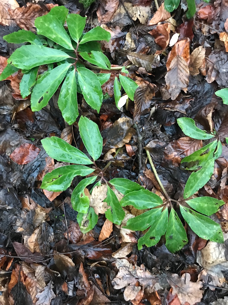 goodblog in der NEUEN Vorarlberger Tageszeitung: Schneerose - natürlicher Standort
