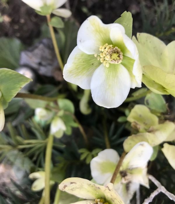goodblog in der NEUEN Vorarlberger Tageszeitung: Schneerose - kultivierte Gartenpflanze