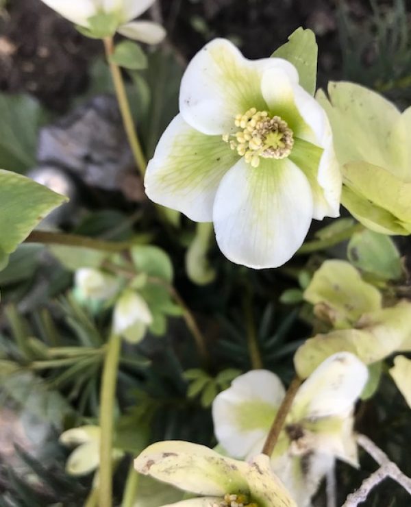 goodblog in der NEUEN Vorarlberger Tageszeitung: Schneerose - kultivierte Gartenpflanze