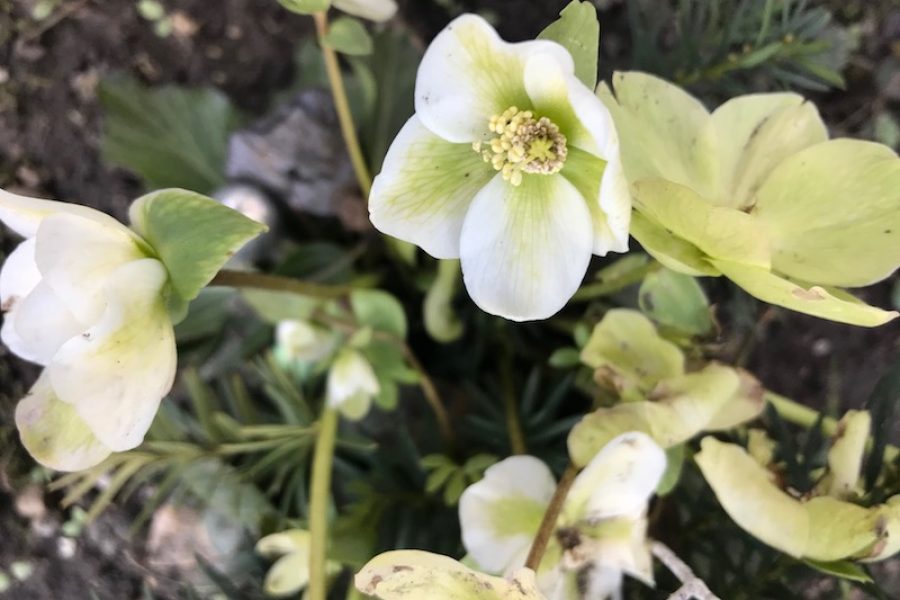 goodblog in der NEUEN Vorarlberger Tageszeitung: Schneerose - kultivierte Gartenpflanze
