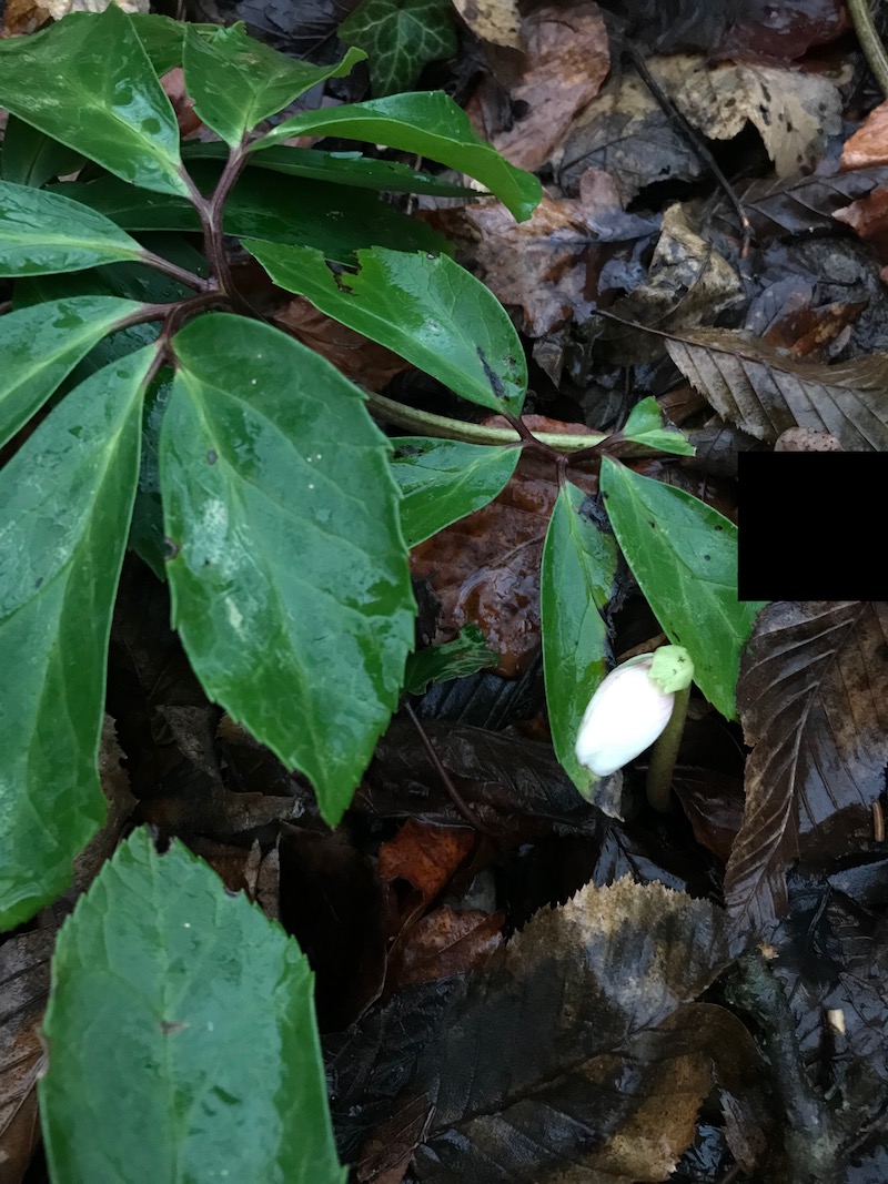 goodblog in der NEUEN Vorarlberger Tageszeitung: Schneerose - natürlicher Standort