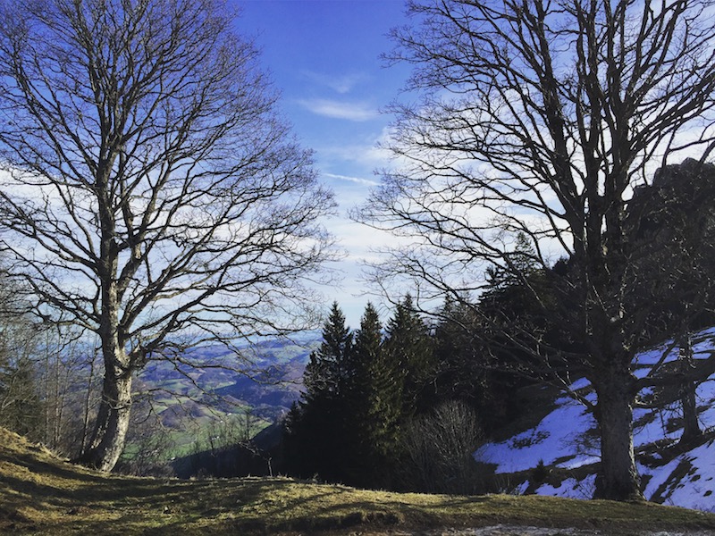 goodblog in der NEUEN Vorarlberger Tageszeitung: Schneerose - karge Winterbäume