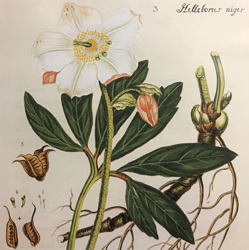 goodblog in der NEUEN Vorarlberger Tageszeitung: Schneerose - Detailzeichnung
