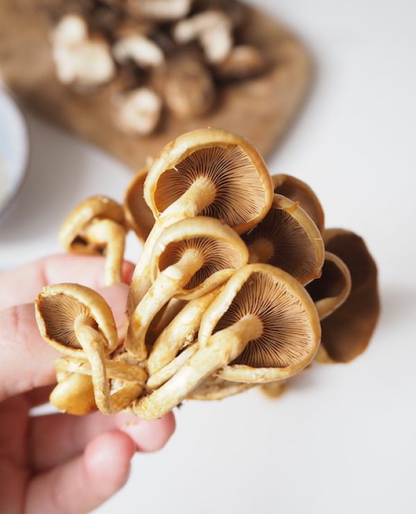 goodblog in der NEUEN Vorarlberger Tageszeitung: Aufpassen beim Schwammerlsuchen - Bio-Nameko vom Südbahnhofmarkt