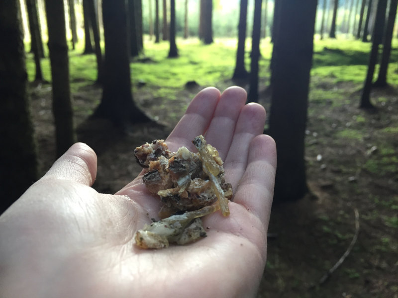 goodblog in der NEUEN: Wild werden - Pechsalbe selbermachen: Fichtenharz, Fichtenpech