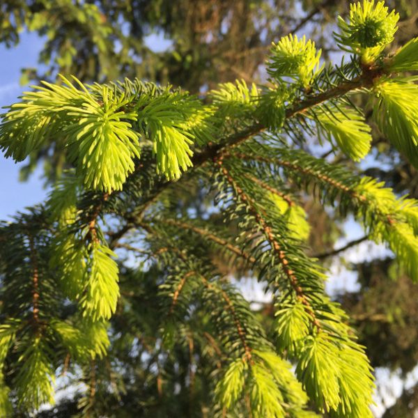 goodblog: Wipferlsirup - Fichtenwipfel