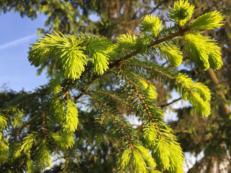 goodblog: Wipferlsirup - Fichtenwipfel